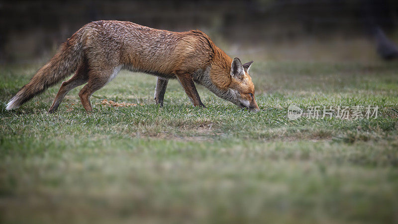 红狐(Vulpes Vulpes)